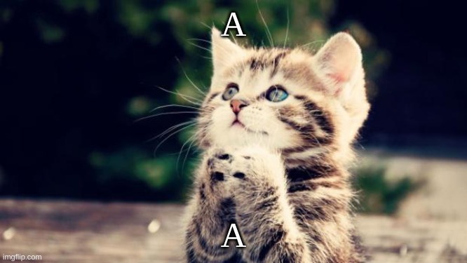 Cute kitten | A A | image tagged in cute kitten | made w/ Imgflip meme maker