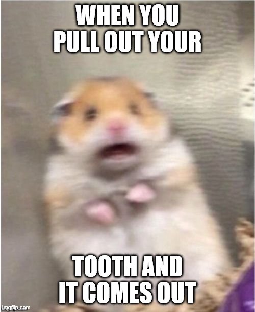 meme | WHEN YOU PULL OUT YOUR; TOOTH AND IT COMES OUT | image tagged in scared hamster | made w/ Imgflip meme maker