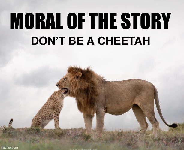 Optical illusion | MORAL OF THE STORY; DON’T BE A CHEETAH | image tagged in lion,cheetah | made w/ Imgflip meme maker