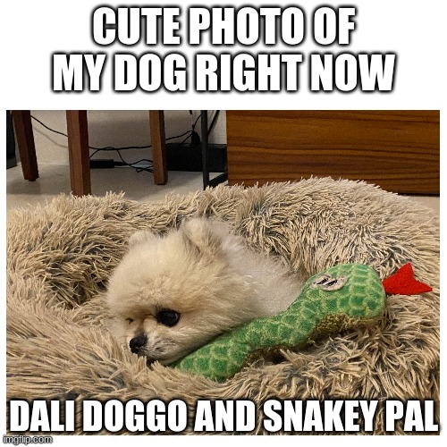 my doggo | CUTE PHOTO OF MY DOG RIGHT NOW; DALI DOGGO AND SNAKEY PAL | image tagged in doggo | made w/ Imgflip meme maker