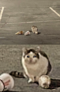 parking lot cat Blank Meme Template
