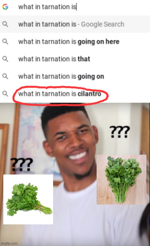 I laughed way too hard at this, I hope you do too | image tagged in cilantro,what in tarnation | made w/ Imgflip meme maker
