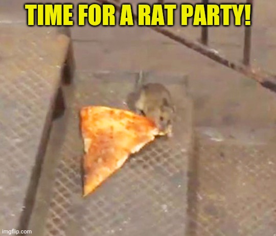 Rats need food too! | TIME FOR A RAT PARTY! | image tagged in pizza rat,party time,rats | made w/ Imgflip meme maker