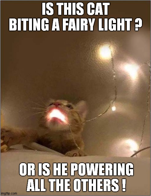 Cat Deity ? | IS THIS CAT BITING A FAIRY LIGHT ? OR IS HE POWERING ALL THE OTHERS ! | image tagged in cats,deity,lights | made w/ Imgflip meme maker