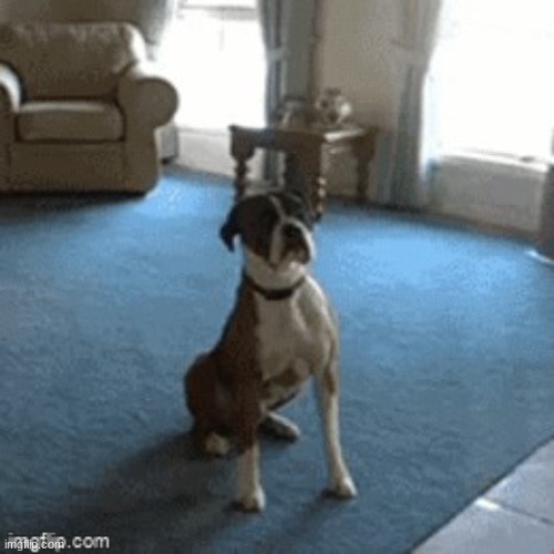 new template called dog | image tagged in dog | made w/ Imgflip meme maker