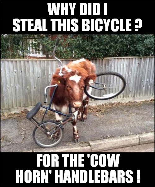 A Cow Bicycle Thief | WHY DID I STEAL THIS BICYCLE ? FOR THE 'COW HORN' HANDLEBARS ! | image tagged in cow,bicycle,thief | made w/ Imgflip meme maker