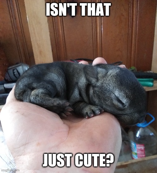 SLEEPY BABY BUNNY | ISN'T THAT; JUST CUTE? | image tagged in bunny,bunnies,rabbit,aww | made w/ Imgflip meme maker
