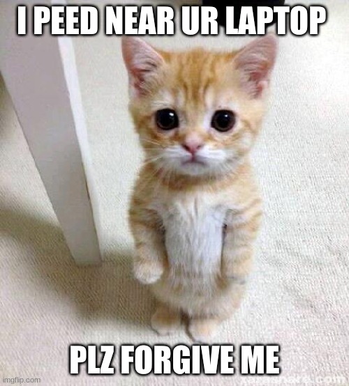 Cute Cat | I PEED NEAR UR LAPTOP; PLZ FORGIVE ME | image tagged in memes,cute cat | made w/ Imgflip meme maker