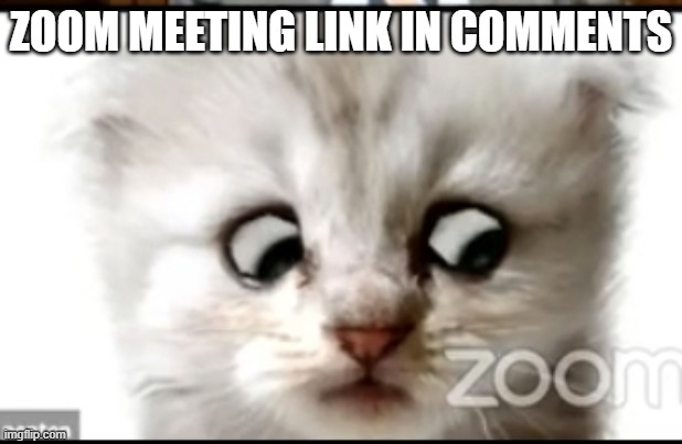 Zoom cat | ZOOM MEETING LINK IN COMMENTS | image tagged in zoom cat | made w/ Imgflip meme maker