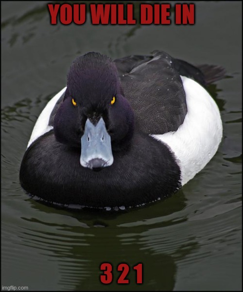 Angry duck | YOU WILL DIE IN; 3 2 1 | image tagged in angry duck | made w/ Imgflip meme maker