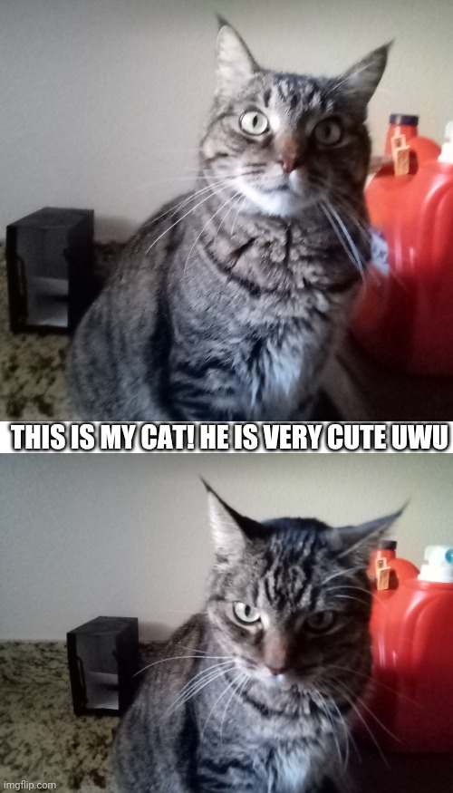 Cat reveal! | THIS IS MY CAT! HE IS VERY CUTE UWU | image tagged in cat | made w/ Imgflip meme maker