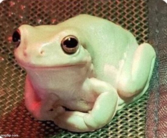 polite frog | made w/ Imgflip meme maker