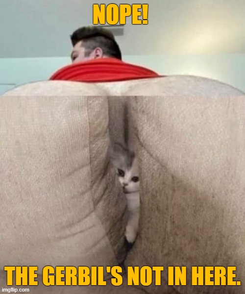 THE GERBIL'S NOT IN HERE | NOPE! THE GERBIL'S NOT IN HERE. | image tagged in the gerbel's not in here,kitty meme,couch meme | made w/ Imgflip meme maker