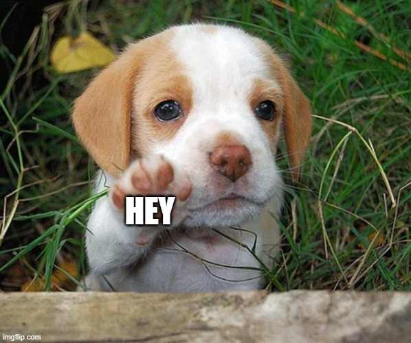 dog puppy bye | HEY | image tagged in dog puppy bye | made w/ Imgflip meme maker