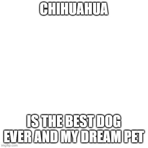 Blank Transparent Square Meme | CHIHUAHUA IS THE BEST DOG EVER AND MY DREAM PET | image tagged in memes,blank transparent square | made w/ Imgflip meme maker