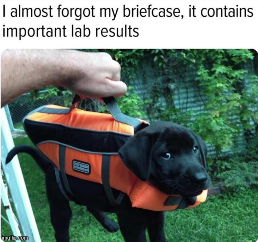 Give me a minute, doctor, I need to retrieve my very important briefcase filled with Lab results | image tagged in lab,repost,puppy | made w/ Imgflip meme maker