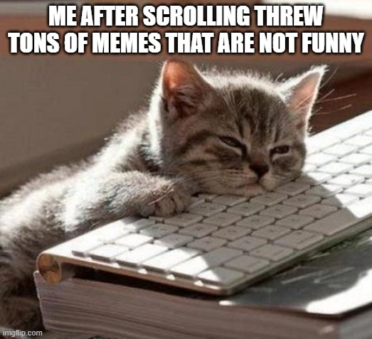 tired cat | ME AFTER SCROLLING THREW TONS OF MEMES THAT ARE NOT FUNNY | image tagged in tired cat,lame memes | made w/ Imgflip meme maker