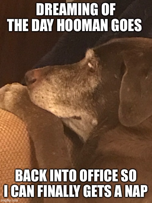 DREAMING OF THE DAY HOOMAN GOES; BACK INTO OFFICE SO I CAN FINALLY GETS A NAP | made w/ Imgflip meme maker