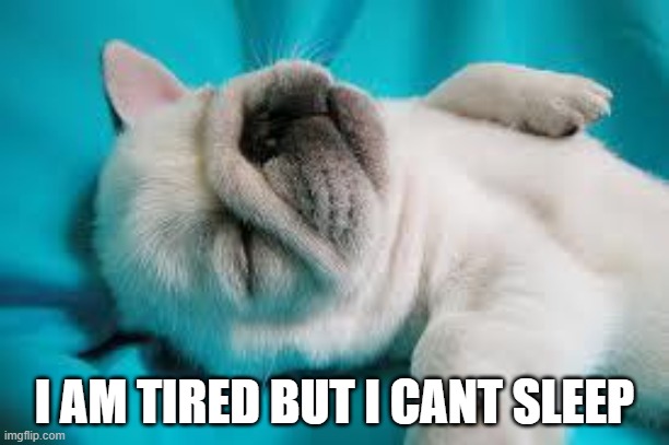 Sleepy Puppy | I AM TIRED BUT I CANT SLEEP | image tagged in sleepy puppy | made w/ Imgflip meme maker