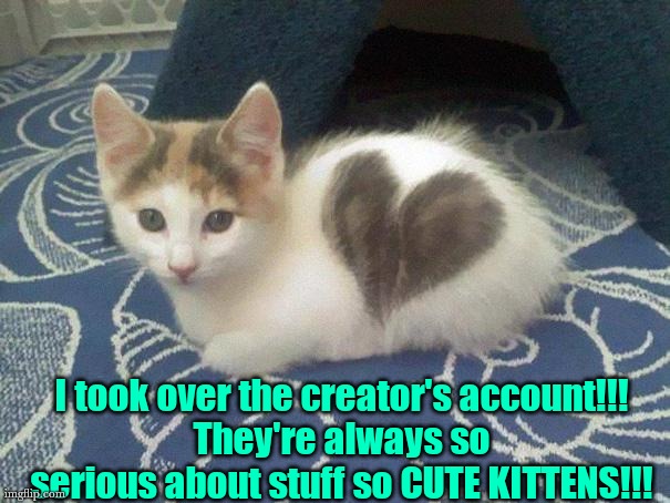 -Avery | I took over the creator's account!!!
They're always so serious about stuff so CUTE KITTENS!!! | image tagged in cute cat heart | made w/ Imgflip meme maker