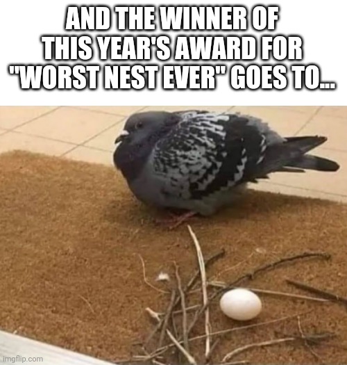 Smart pigeon | AND THE WINNER OF THIS YEAR'S AWARD FOR "WORST NEST EVER" GOES TO... | image tagged in pigeon,memes | made w/ Imgflip meme maker