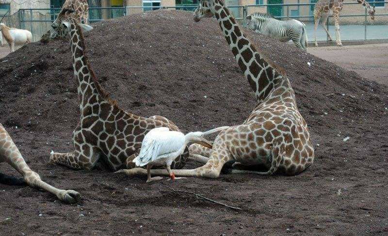 High Quality Pelican attempts eating Giraffe Blank Meme Template