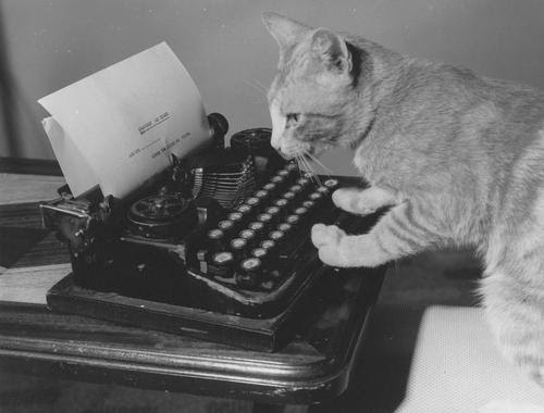 Cat typewriter Blank Meme Template