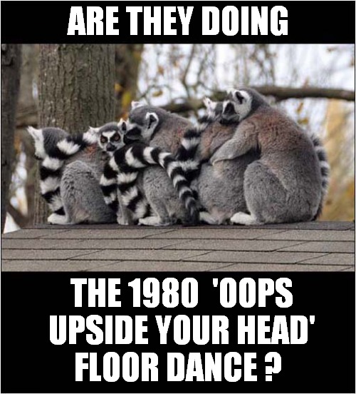 Nostalgic Lemurs ? | ARE THEY DOING; THE 1980  'OOPS UPSIDE YOUR HEAD'; FLOOR DANCE ? | image tagged in lemur,nostalgia,dancing | made w/ Imgflip meme maker