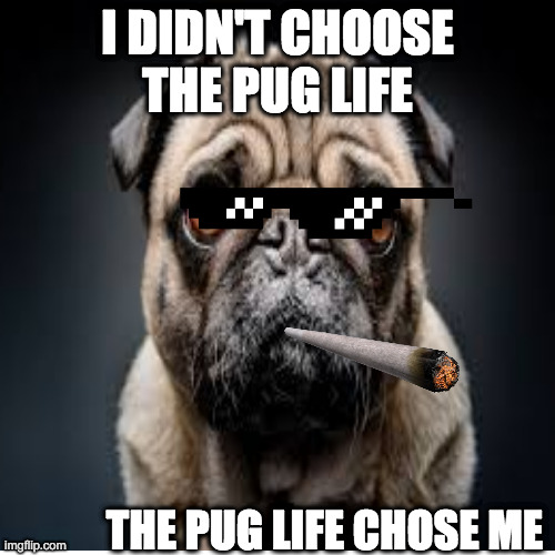 The Pug Life | I DIDN'T CHOOSE THE PUG LIFE; THE PUG LIFE CHOSE ME | image tagged in pug | made w/ Imgflip meme maker