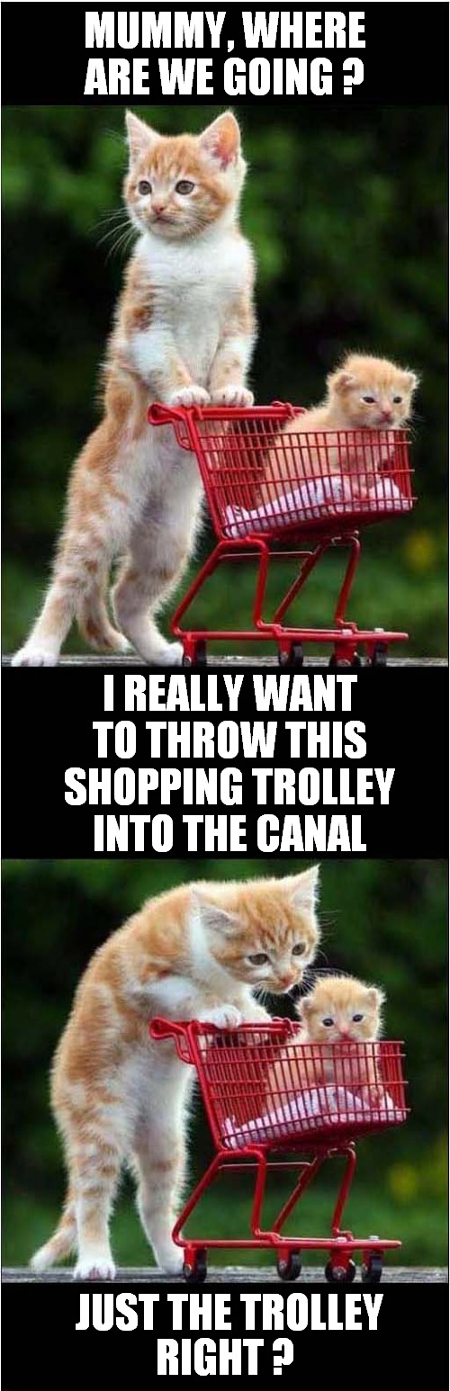Cat And Kitten Off To The Canal ? | MUMMY, WHERE ARE WE GOING ? I REALLY WANT TO THROW THIS SHOPPING TROLLEY INTO THE CANAL; RIGHT ? JUST THE TROLLEY | image tagged in cats,kitten,shopping cart,canal | made w/ Imgflip meme maker