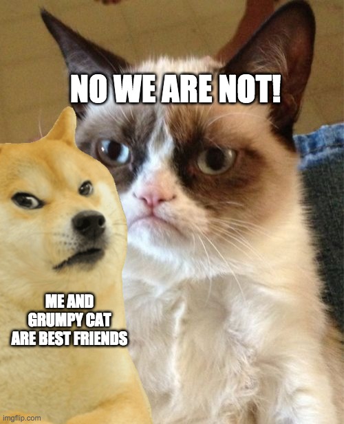 NO WE ARE NOT! ME AND GRUMPY CAT ARE BEST FRIENDS | image tagged in grumpy cat | made w/ Imgflip meme maker