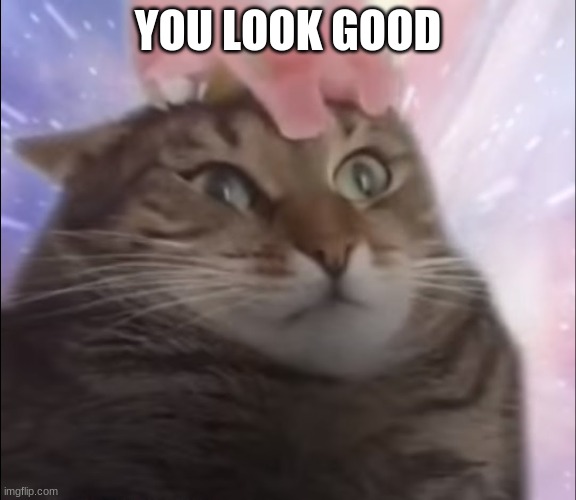 Cat Transcendence | YOU LOOK GOOD | image tagged in cat transcendence | made w/ Imgflip meme maker
