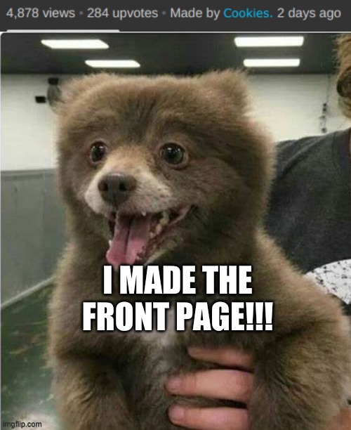 holy crap! | I MADE THE FRONT PAGE!!! | image tagged in smol bear | made w/ Imgflip meme maker