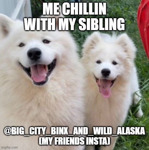 dog siblings Binx and Alaska | ME CHILLIN WITH MY SIBLING; @BIG_CITY_BINX_AND_WILD_ALASKA
(MY FRIENDS INSTA) | image tagged in dog,siblings,cute | made w/ Imgflip meme maker