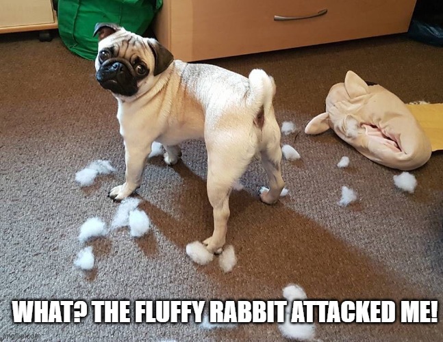 WHAT? THE FLUFFY RABBIT ATTACKED ME! | image tagged in dogs | made w/ Imgflip meme maker