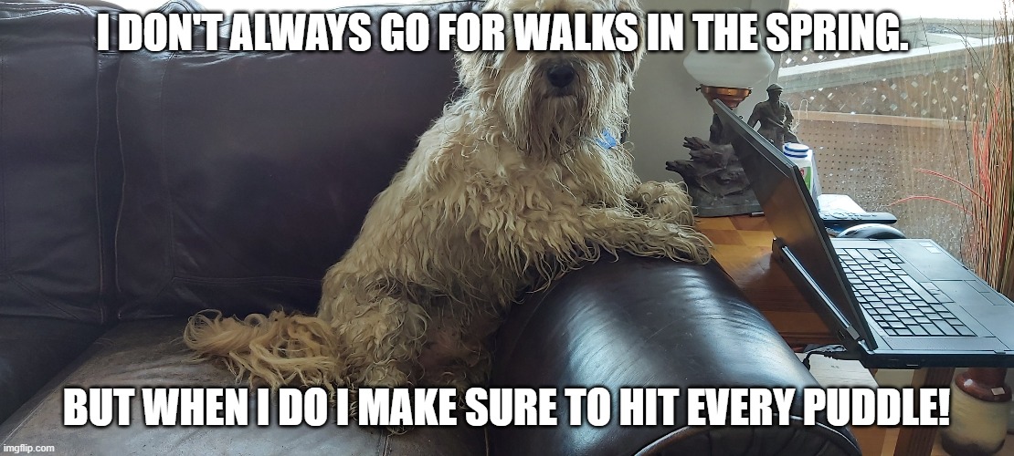 Mud dog | I DON'T ALWAYS GO FOR WALKS IN THE SPRING. BUT WHEN I DO I MAKE SURE TO HIT EVERY PUDDLE! | image tagged in dogs | made w/ Imgflip meme maker