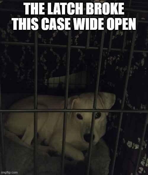 Bck to kennel life | THE LATCH BROKE THIS CASE WIDE OPEN | image tagged in bck to kennel life | made w/ Imgflip meme maker