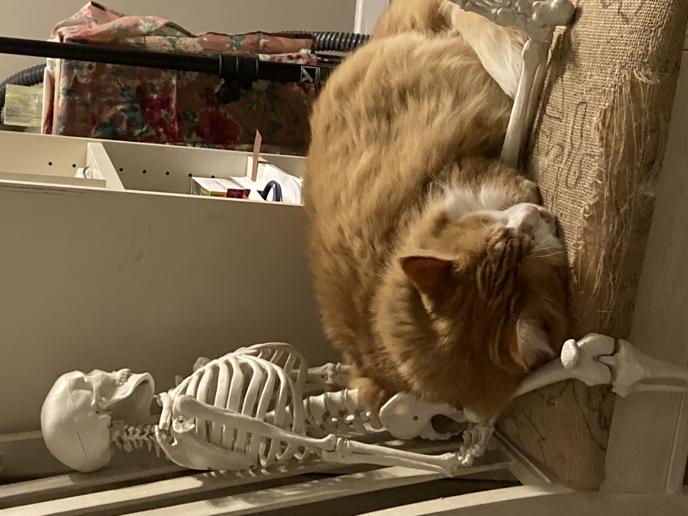 Cat Lap Skeleton Blank Template Imgflip