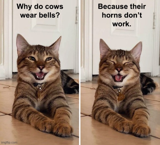 Bad cat pun for a change of pace | image tagged in memes,funny memes | made w/ Imgflip meme maker