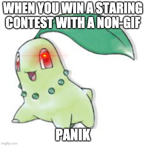 Chikorita | WHEN YOU WIN A STARING CONTEST WITH A NON-GIF PANIK | image tagged in chikorita | made w/ Imgflip meme maker