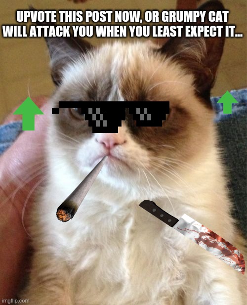 cats grumpy cat Memes & GIFs - Imgflip