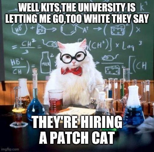 Chemistry Cat Meme | WELL KITS,THE UNIVERSITY IS LETTING ME GO,TOO WHITE THEY SAY; THEY'RE HIRING A PATCH CAT | image tagged in memes,chemistry cat | made w/ Imgflip meme maker