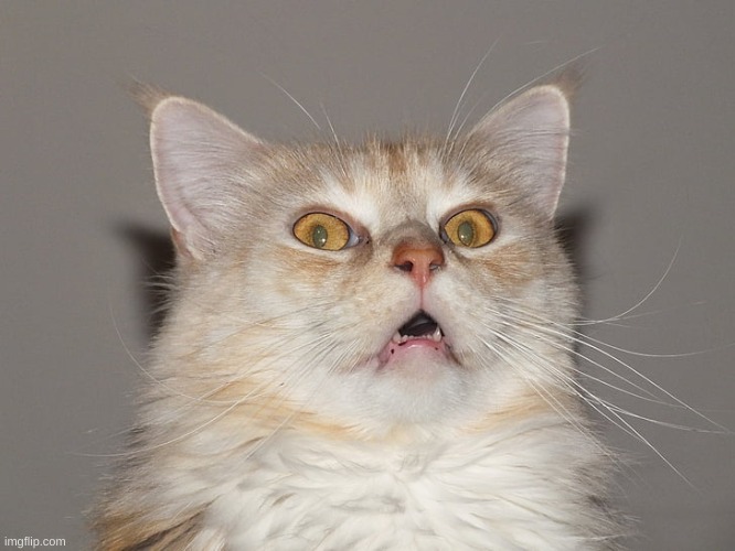 Surprised Cat / Startled Cat / Scared Cat / Spooked Cat | image tagged in surprised cat / startled cat / scared cat / spooked cat | made w/ Imgflip meme maker
