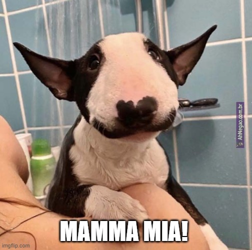 mamma-mia-dog-imgflip