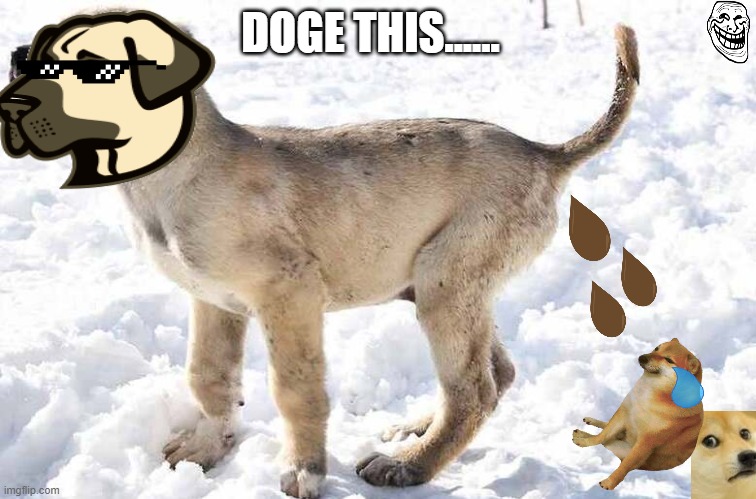 DOGE THIS...... | image tagged in funny,cryptocurrency,kangaroo,dogs,doge | made w/ Imgflip meme maker