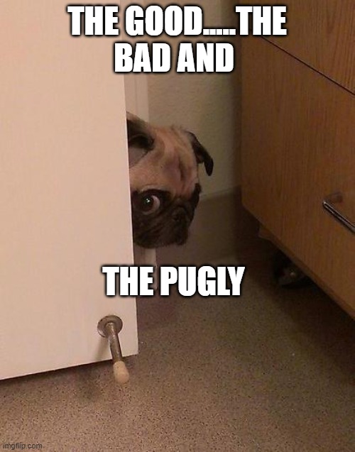 Guilty Pug | THE GOOD.....THE BAD AND THE PUGLY | image tagged in guilty pug | made w/ Imgflip meme maker