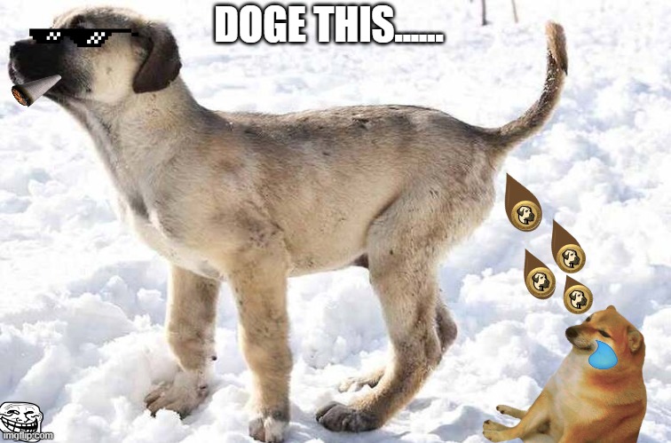  DOGE THIS...... | image tagged in pwned,doge,cryptocurrency,crypto,funny,funny memes | made w/ Imgflip meme maker
