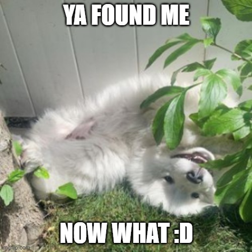 Hide and cute | YA FOUND ME; NOW WHAT :D | image tagged in dog,cute,hide and seek,fluffy | made w/ Imgflip meme maker