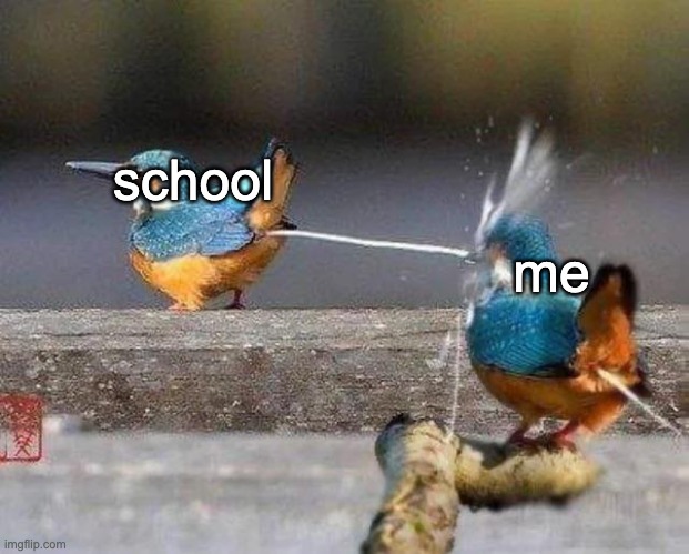 found something stupid on reddit | school; me | image tagged in bird piss,school | made w/ Imgflip meme maker