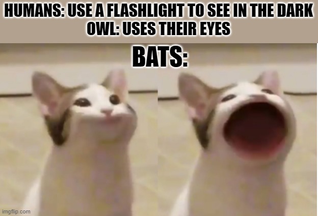 Pop Cat Meme Template | HUMANS: USE A FLASHLIGHT TO SEE IN THE DARK
OWL: USES THEIR EYES; BATS: | image tagged in pop cat meme template | made w/ Imgflip meme maker